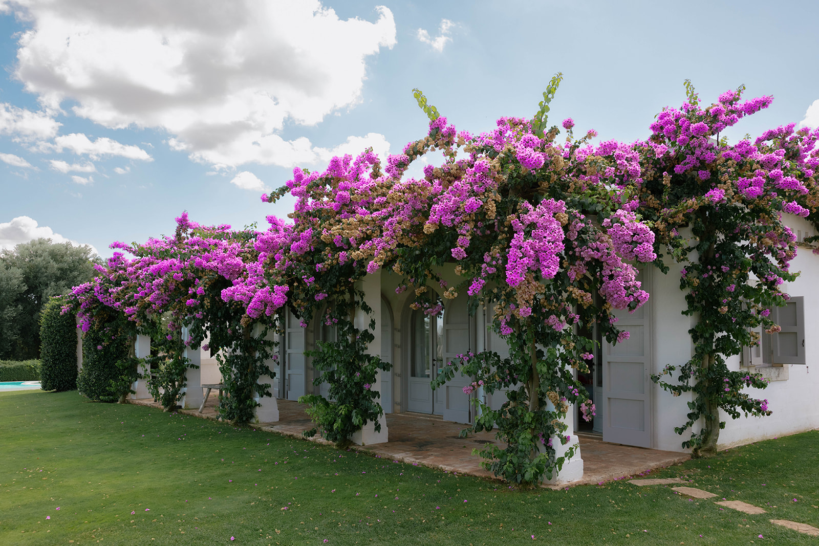 The Masseria framed by flowering bougainvillea